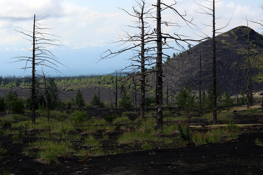 мертвый лес вокруг вулкана