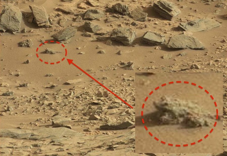 Лягушка на Марсе