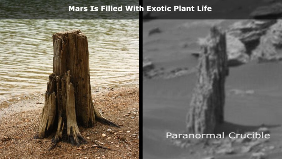 сравнение земного и марсианского пней